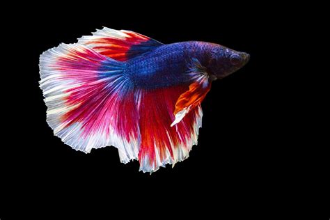 Male Vs Female Baby Betta Fish - pashatrust