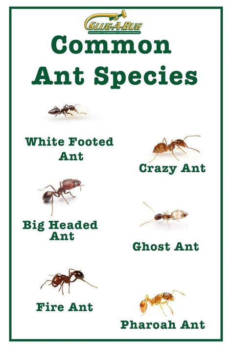 Common Ant Species | Ant species, Termite treatment, Insect pest