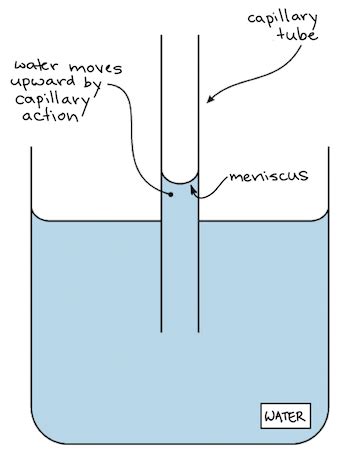 Cohesion Of Water Diagram