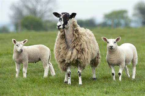 The Mule | Bluefaced Leicester Sheep Breeders' Association