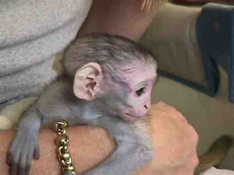 Cute baby capuchin monkey for adoption