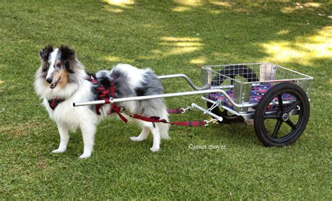 Try a new dog sport! - RallyFree or Carting | AZ Dog Sports