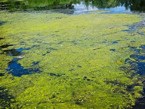 Algae-based biofuel may emit more carbon footprint, says new study ...