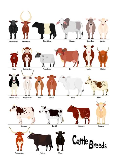 American Cow Breeds