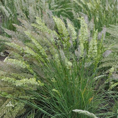 Prairie Junegrass - Koeleria macrantha - Great Basin Seeds