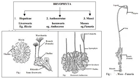 Classification of Bryophyta