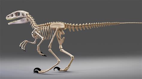 Carnivore dinosaur skeleton XMS - Blender Market