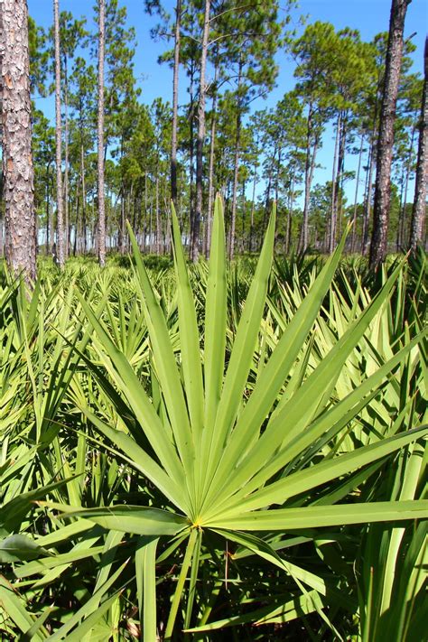 9 Saw Palmetto Benefits for Men and Women - Healthier Steps