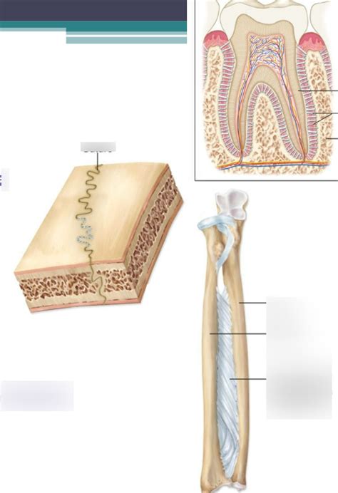 FIBROUS JOINT Diagram | Quizlet