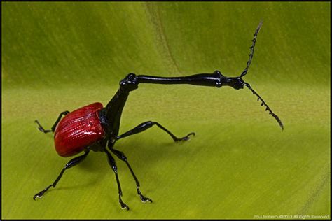 Giraffe Weevil Madagascar | PVB_9928sm | Paul Bratescu | Flickr