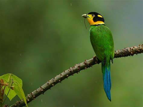 Broadbill bird : r/wildlifephotography