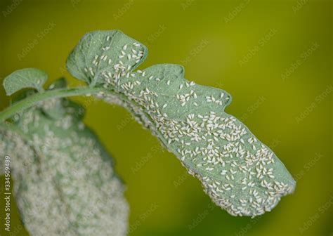 Whiteflies on Tomato plants, Accumulation of white flies, Trialeurodes ...