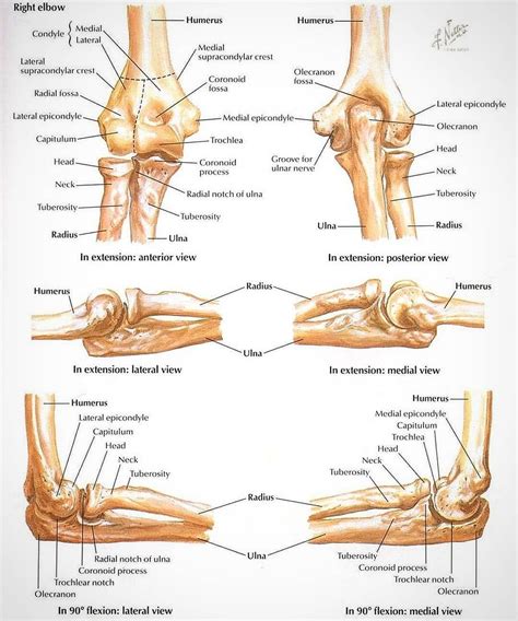 ELBOW ANATOMY💪🦴 The elbow joint is a hinge that allows extension and ...