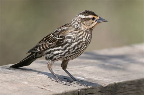 Red-Winged Blackbird Facts, Habitat, Diet, Life Cycle, Baby, Pictures