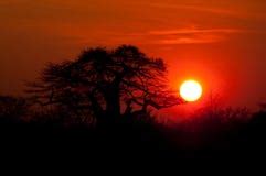 African Baobab Tree In Sunset Stock Photography - Image: 7836672