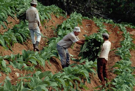 Tobacco Crops | Nat Geo Photo of the Day