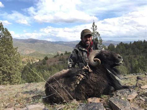 EXOTIC RAMS – Four Aces Ranch | Exotic Hunting | Ashwood, OR