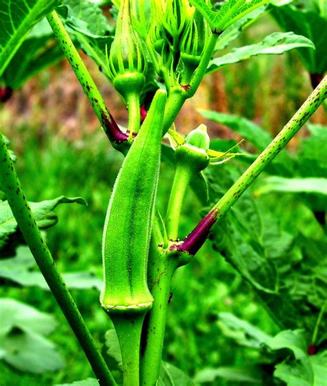 Growing Okra Some useful tips ~ DIY Aquaponics