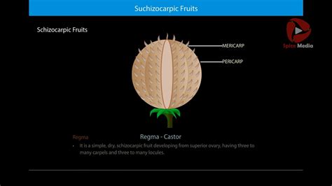 Schizocarpic Fruits | Spice Media - YouTube