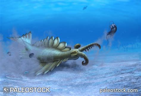 Anomalocaris stock image – Studio 252MYA