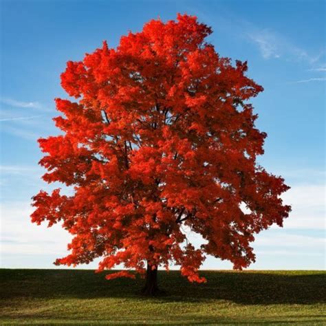 Armstrong Red Maple - Acer rubrum - Courville Nurseries