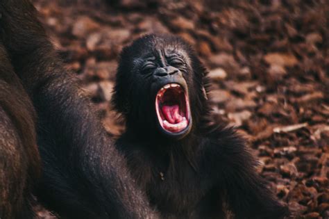 Little Gorilla Crying Stock Photo - Download Image Now - Africa, Animal ...