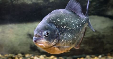 10 Incredible Piranha Facts - IMP WORLD