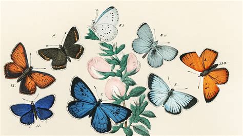 Vintage butterfly desktop wallpaper, background painting, Butterflies ...