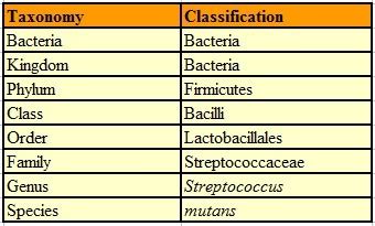 Bacterial taxonomy - Alchetron, The Free Social Encyclopedia