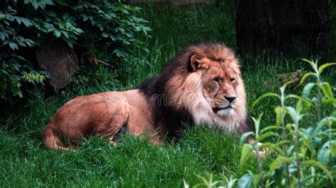 Lion stock photo. Image of grass, wild, wilderness, predator - 150371868