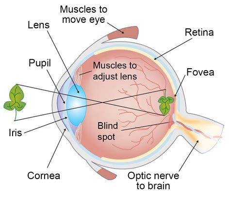 How Do We See Light? | Ask A Biologist