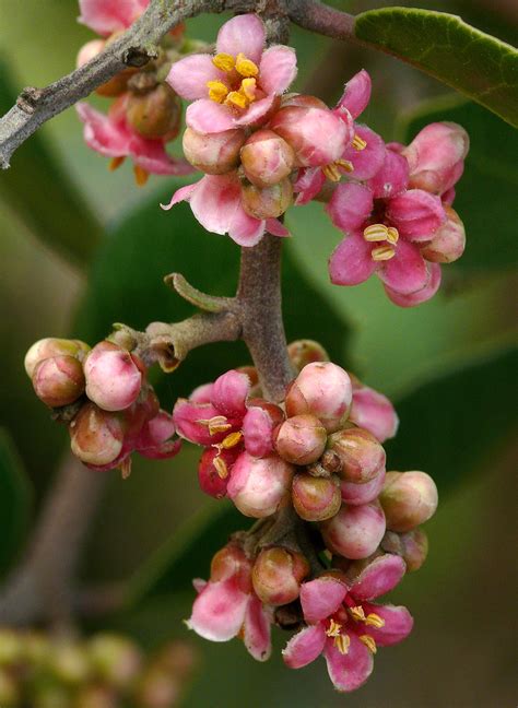 Rhus integrifolia #2 | Anacardiaceae - Southern California a… | Flickr