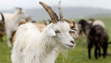 Cashmere goat hair | tretford carpet