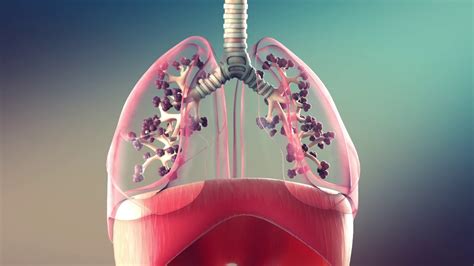 Lungs Breathing Animation 3D - YouTube