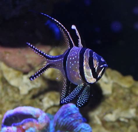 Good Starter Fish and Clean-up Crew Options - Reef Aquarium | Aquarium ...