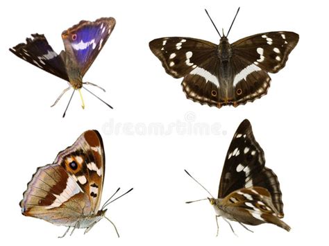 Purple Emperor stock photo. Image of upperside, isolated - 7606232