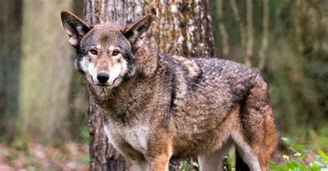 The U.S. Has Updated Its Red Wolf Recovery Plan — Details