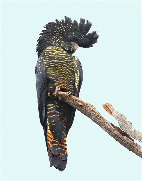 Red-tailed Black Cockatoo, female | Australian native birds, Beautiful ...