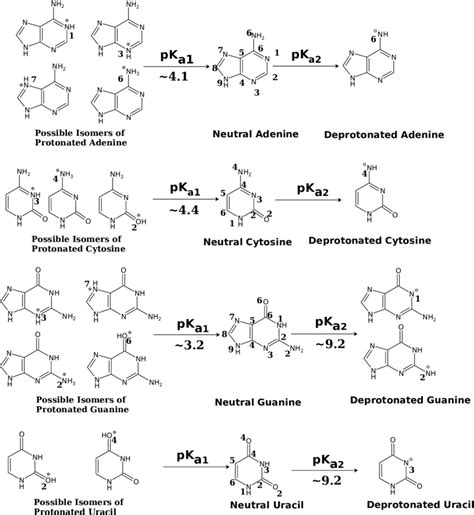 2: Different tautomers of the protonated bases and the average pK a ...