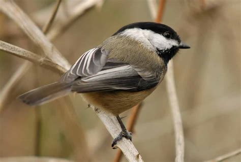 Black-capped Chickadee - Song | Facts | Habitat | Size | Nest | Diet ...