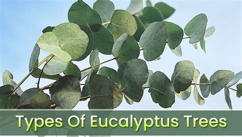 12 Different Types Of Eucalyptus Trees (Top Varieties) - EmbraceGardening