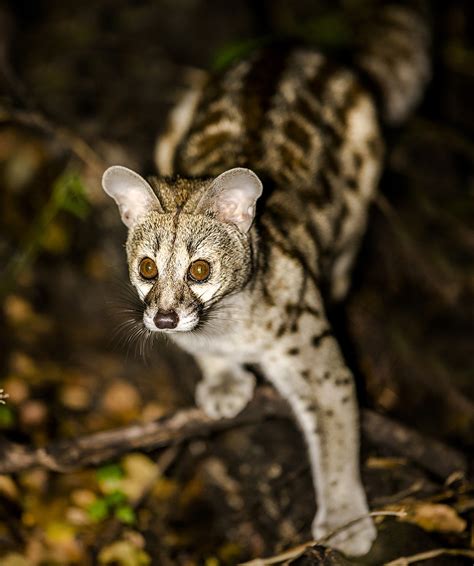 Common Genet | www.wildlife-photography.uk.com