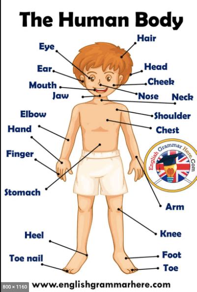 The Different Organs In The Body - Grade 4! | 269 plays | Quizizz