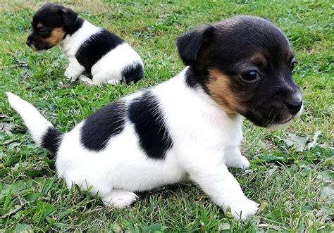 Jack Russell Terrier Puppies For Sale | New Orleans, LA #333787