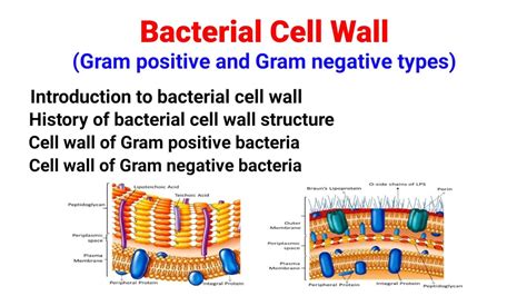 Peptidoglycan Structure In Gram Positive Bacteria