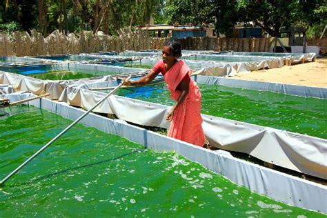 Aloe Vera Farming Information Guide | Agri Farming