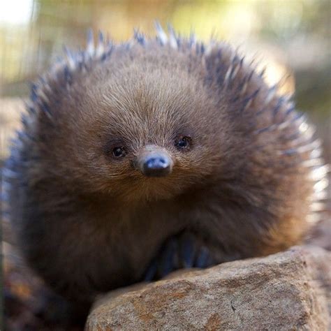 17 Best images about echidnas on Pinterest | Fun facts for kids ...