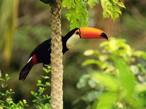 Amazing Toucan Bird - Toucans Facts, Photos, Information, Habitats ...