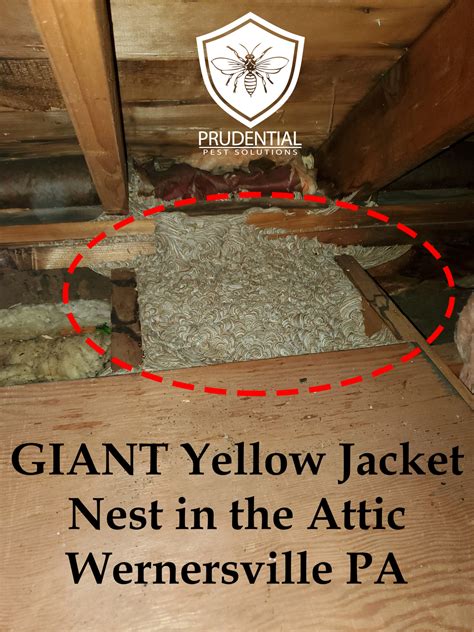 Yellow Jacket Nest Attic Wernersville - Prudential Pest Solutions