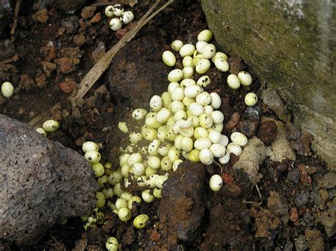 Breeding & Eggs — Giant African Land Snails